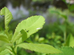 Cacopsylla annulata