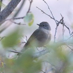 Leiothlypis crissalis