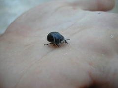 Eusattus phreatophilus