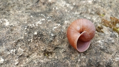 Acusta despecta despecta