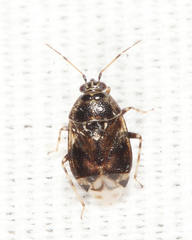 Deraeocoris nebulosus