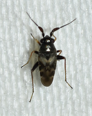 Spanagonicus albofasciatus