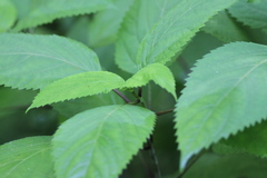 Collinsonia canadensis
