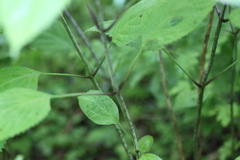 Collinsonia canadensis