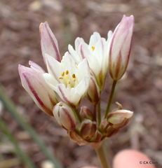 Nothoscordum gracile