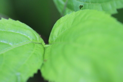 Collinsonia canadensis