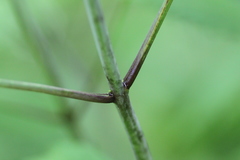 Collinsonia canadensis