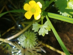 Ranunculus gmelinii