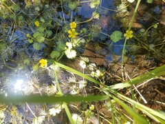 Ranunculus gmelinii