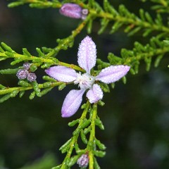 Philotheca salsolifolia