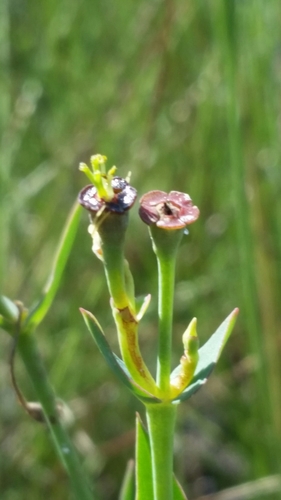 Image of Euphorbia inundata by (c) Jay Horn, some rights reserved (CC BY)