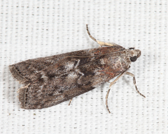 Sciota subcaesiella