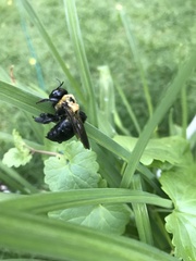 Xylocopa virginica