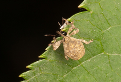 Parethelcus pollinarius
