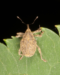 Parethelcus pollinarius