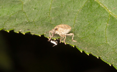 Parethelcus pollinarius