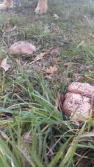 Agaricus austrovinaceus