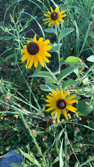 Rudbeckia hirta