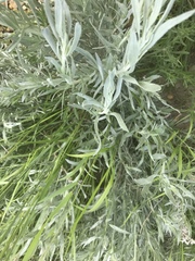 Artemisia cana