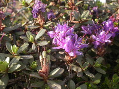 Rhododendron lapponicum