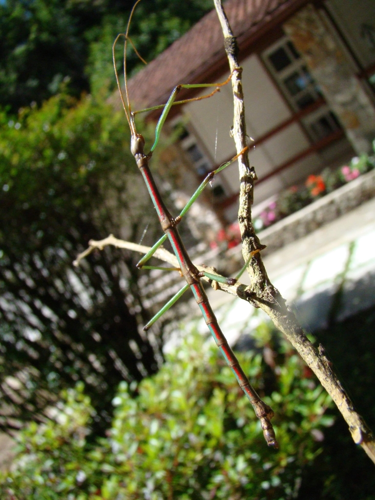 Canuleius sanguinolentus