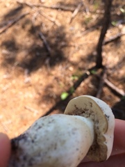 Xanthoconium stramineum