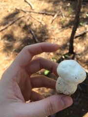 Xanthoconium stramineum