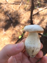 Xanthoconium stramineum