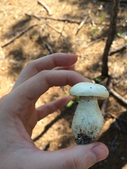 Xanthoconium stramineum