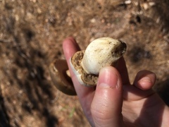 Xanthoconium stramineum