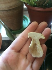 Xanthoconium stramineum