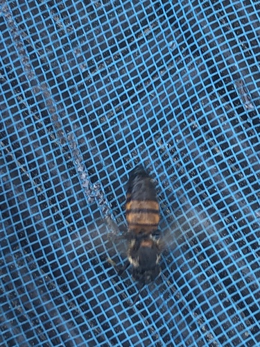 Western Honey Bee photographed in Rhode Island