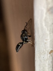 Clitemnestra bipunctata