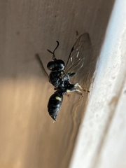 Clitemnestra bipunctata