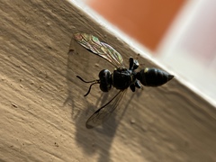 Clitemnestra bipunctata