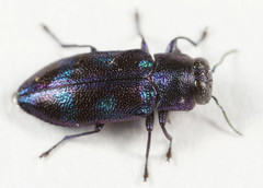 Chrysobothris chlorocephala