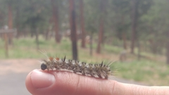 Lophocampa ingens