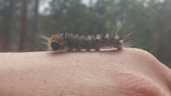 Lophocampa ingens