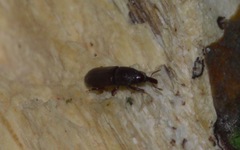 Euophryum confine