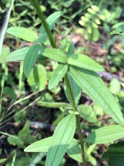 Rhexia mariana ventricosa