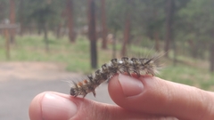 Lophocampa ingens