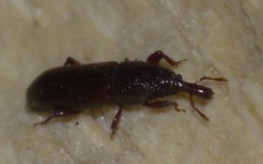 Euophryum confine