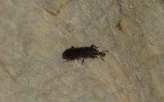 Euophryum confine