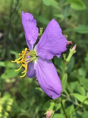 Rhexia mariana ventricosa