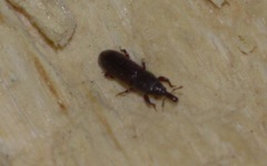 Euophryum confine