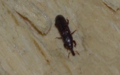 Euophryum confine