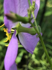 Rhexia mariana ventricosa