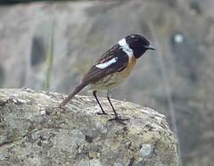 Saxicola rubicola