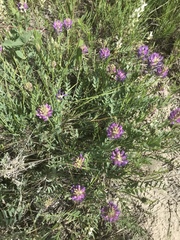 Astragalus laxmannii robustior
