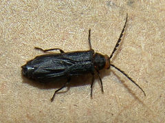 Tytthonyx erythrocephala